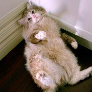 Nine Lives - galeria zdjęć - filmweb