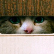 Nine Lives - galeria zdjęć - filmweb