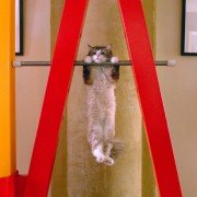 Nine Lives - galeria zdjęć - filmweb