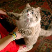 Nine Lives - galeria zdjęć - filmweb
