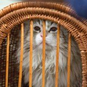 Nine Lives - galeria zdjęć - filmweb