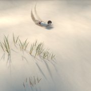 Storm Boy - galeria zdjęć - filmweb