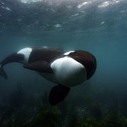 Secrets of the Whales - galeria zdjęć - filmweb