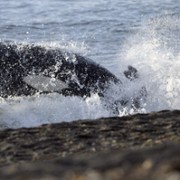 Secrets of the Whales - galeria zdjęć - filmweb
