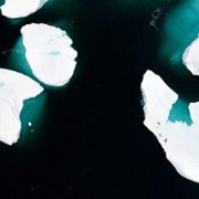 Secrets of the Whales - galeria zdjęć - filmweb