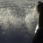 Secrets of the Whales - galeria zdjęć - filmweb