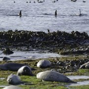Secrets of the Whales - galeria zdjęć - filmweb
