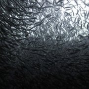 Secrets of the Whales - galeria zdjęć - filmweb