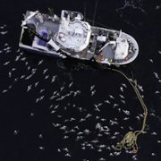 Secrets of the Whales - galeria zdjęć - filmweb
