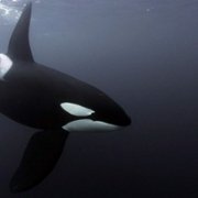 Secrets of the Whales - galeria zdjęć - filmweb