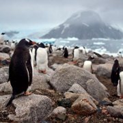 Secrets of the Whales - galeria zdjęć - filmweb