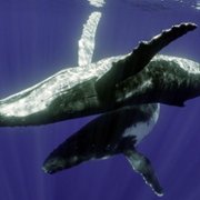 Secrets of the Whales - galeria zdjęć - filmweb