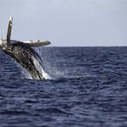 Secrets of the Whales - galeria zdjęć - filmweb