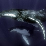 Secrets of the Whales - galeria zdjęć - filmweb