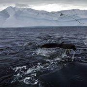 Secrets of the Whales - galeria zdjęć - filmweb