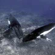 Secrets of the Whales - galeria zdjęć - filmweb