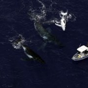 Secrets of the Whales - galeria zdjęć - filmweb