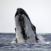 Secrets of the Whales - galeria zdjęć - filmweb