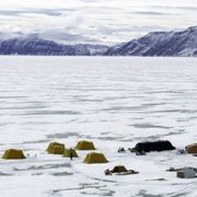 Secrets of the Whales - galeria zdjęć - filmweb