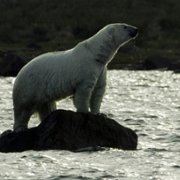 Secrets of the Whales - galeria zdjęć - filmweb