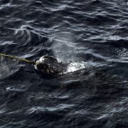 Secrets of the Whales - galeria zdjęć - filmweb