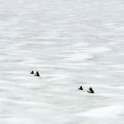 Secrets of the Whales - galeria zdjęć - filmweb