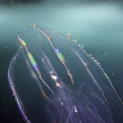 Secrets of the Whales - galeria zdjęć - filmweb