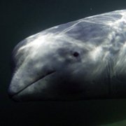 Secrets of the Whales - galeria zdjęć - filmweb