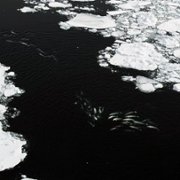 Secrets of the Whales - galeria zdjęć - filmweb