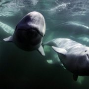 Secrets of the Whales - galeria zdjęć - filmweb