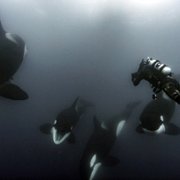 Secrets of the Whales - galeria zdjęć - filmweb