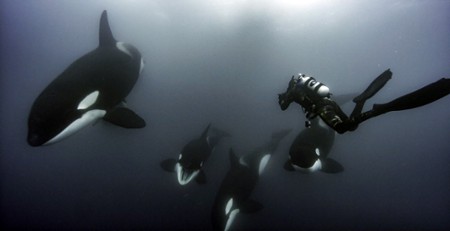 Odcinek 4 Oceaniczne olbrzymy