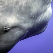 Secrets of the Whales - galeria zdjęć - filmweb