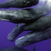 Secrets of the Whales - galeria zdjęć - filmweb