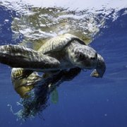 Secrets of the Whales - galeria zdjęć - filmweb