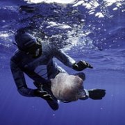 Secrets of the Whales - galeria zdjęć - filmweb