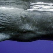 Secrets of the Whales - galeria zdjęć - filmweb