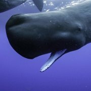 Secrets of the Whales - galeria zdjęć - filmweb
