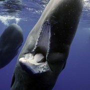 Secrets of the Whales - galeria zdjęć - filmweb