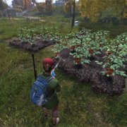 DayZ - galeria zdjęć - filmweb