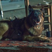 The Walking Dead - galeria zdjęć - filmweb