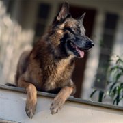 The Walking Dead - galeria zdjęć - filmweb