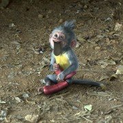 Dora and the Lost City of Gold - galeria zdjęć - filmweb