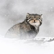 La panthère des neiges - galeria zdjęć - filmweb