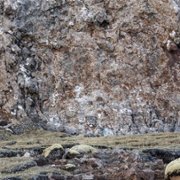 La panthère des neiges - galeria zdjęć - filmweb