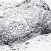 La panthère des neiges - galeria zdjęć - filmweb