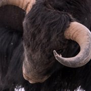 La panthère des neiges - galeria zdjęć - filmweb