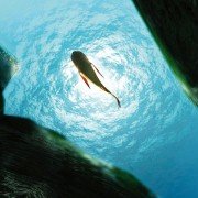 Shark Bait - galeria zdjęć - filmweb