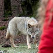 Mystère - galeria zdjęć - filmweb