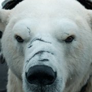 His Dark Materials - galeria zdjęć - filmweb